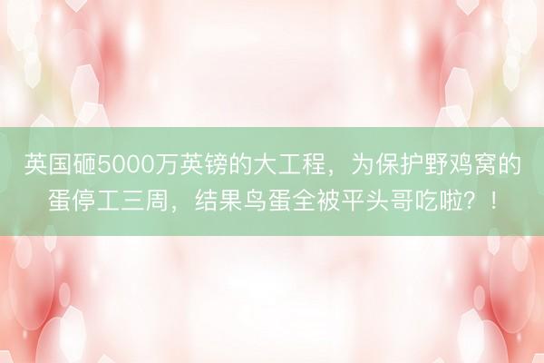 英国砸5000万英镑的大工程，为保护野鸡窝的蛋停工三周，结果鸟蛋全被平头哥吃啦？！