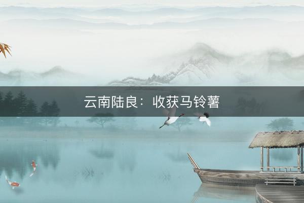 云南陆良：收获马铃薯